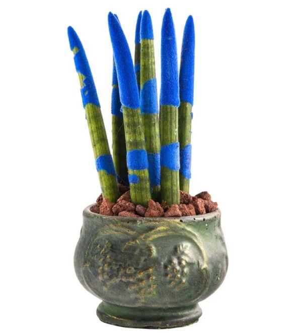 Green Elegance: Mavi Sanseveria - Görsel 2